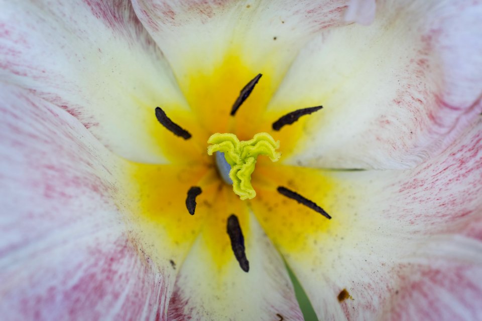 Yellow And White Flower