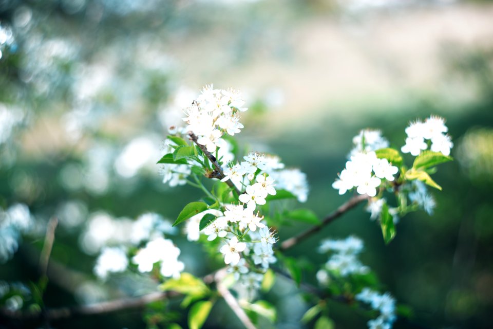 White Petaled Flowers