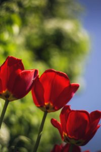 Selective Focus Photo Of Three Red Rose Flowers