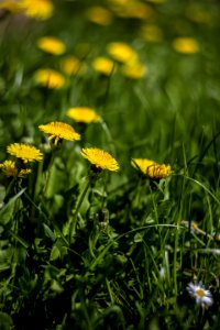 Selective Focus Photo Of Yellow Petaled Flower