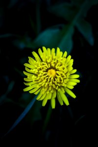 Yellow Petaled Flower Selective-focus Photography photo