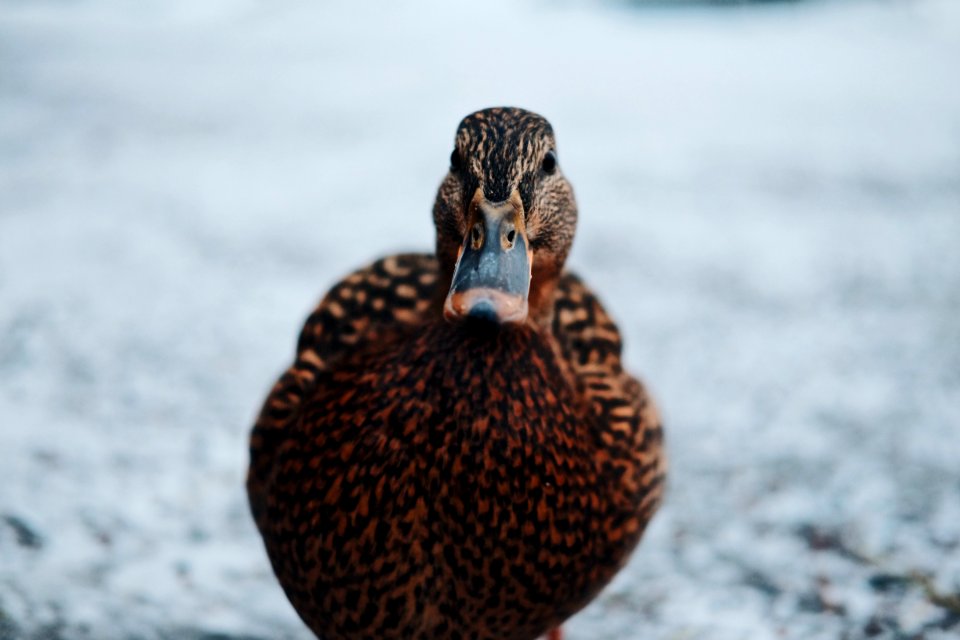 Close-Up Photography Of A Duck