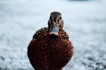 Close-Up Photography Of A Duck photo