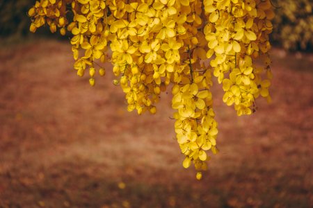 Close-Up Photography Of Yellow Flowers
