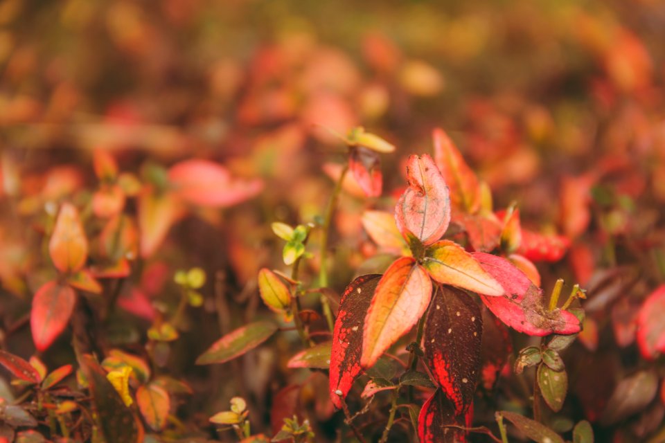 Selective Focus Photography Of Leaves