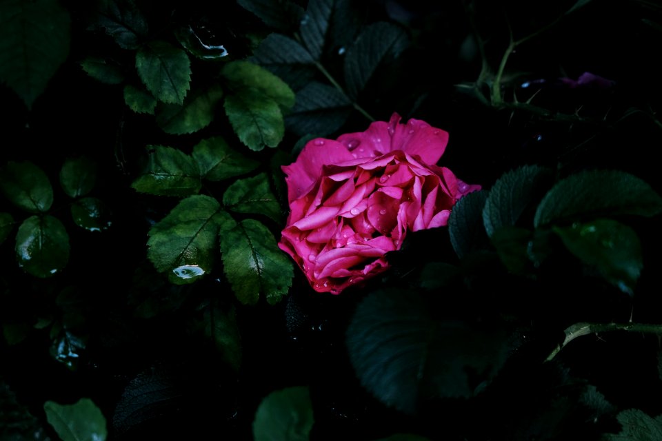 Close-Up Photography Of Pink Flower Surrounded By Leaves