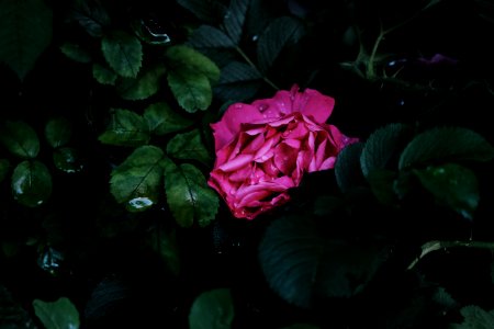 Close-Up Photography Of Pink Flower Surrounded By Leaves