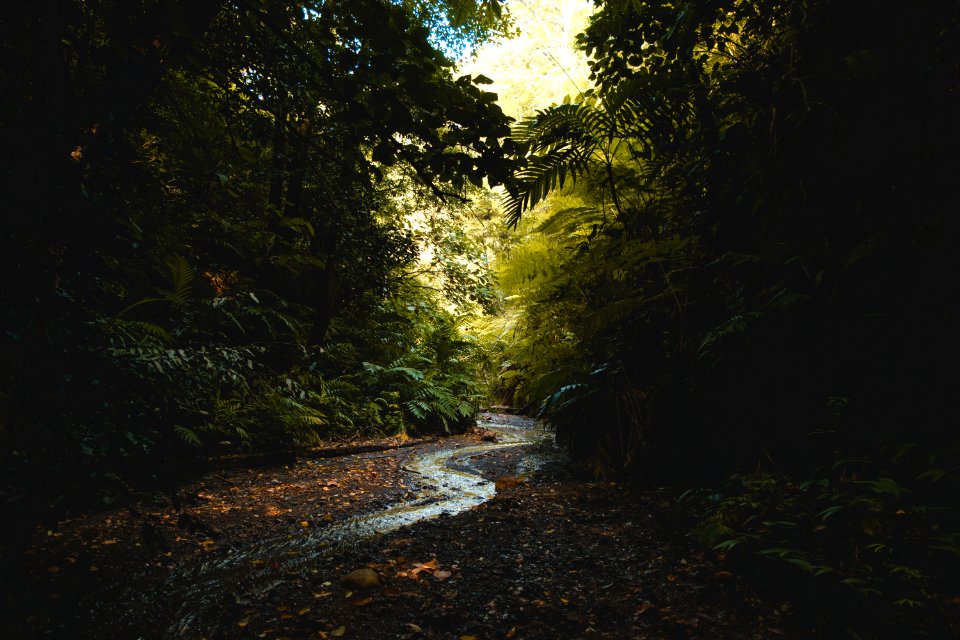 Scenic View Of Forest
