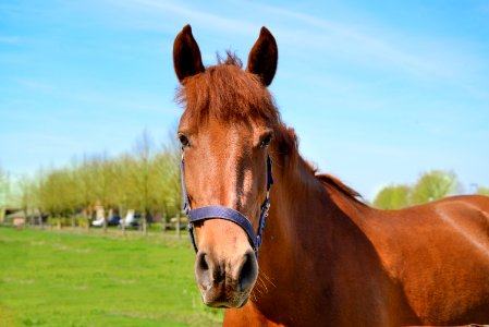 Close-Up Photography Of Brown Horse photo