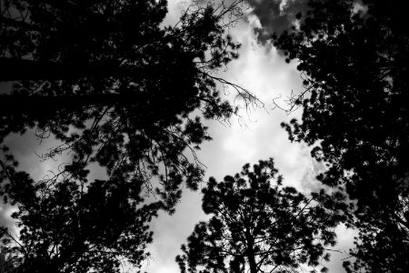Grayscale Photography Of Trees