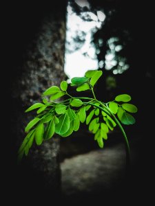 Green Leafed Plant