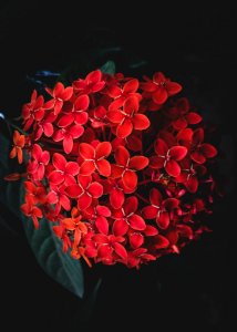 Red Cluster Flower