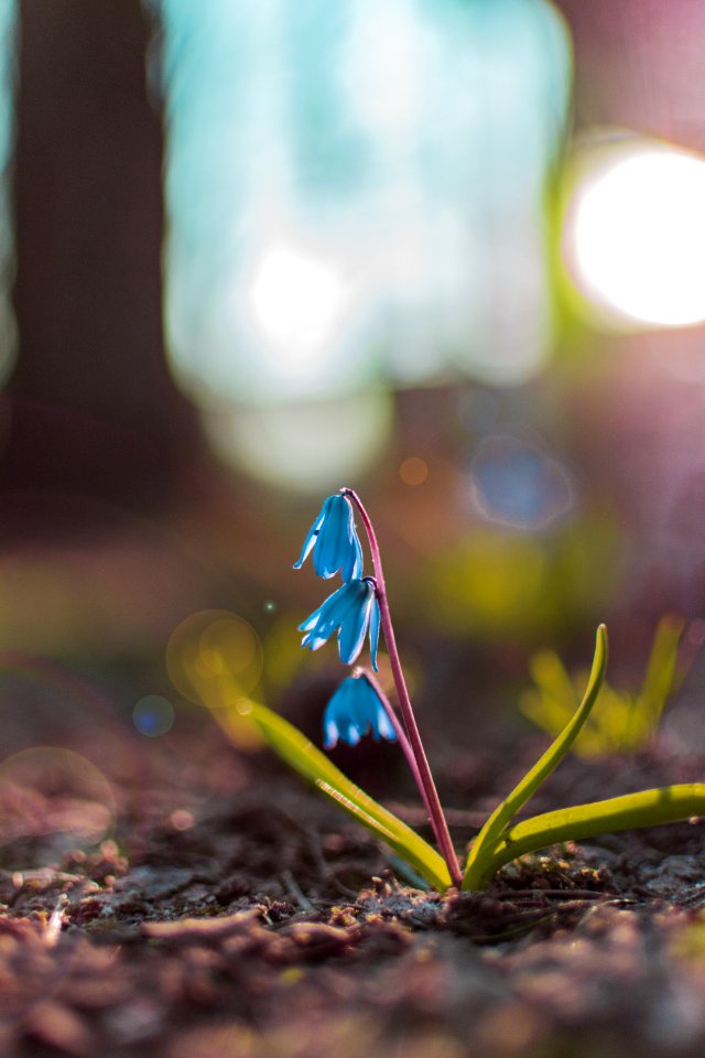Close-up Photography Of Blue Petaled Flowers
