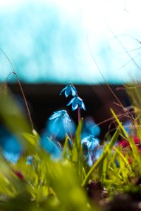 Close-up Photography Of Blue Petaled Flowers photo
