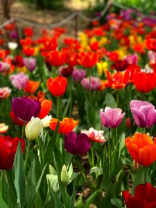 Closeup Photo Of Assorted-colored Bed Of Flowers