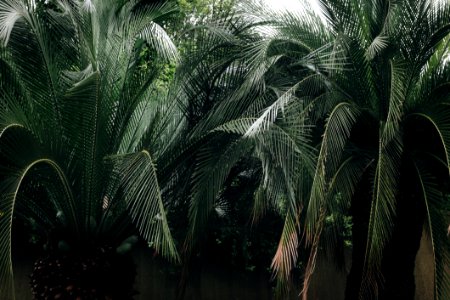 Green Leaf Palm Tree photo