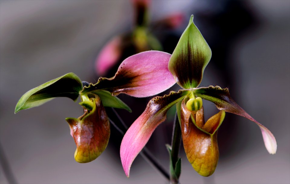 Brown Pink And Green Flowers
