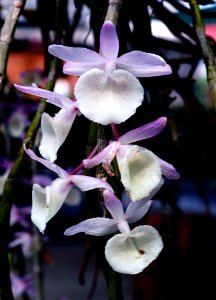 White And Purple Flowers