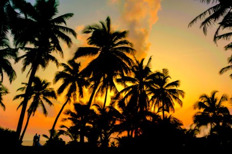 Coconut Tree During The Horizon photo