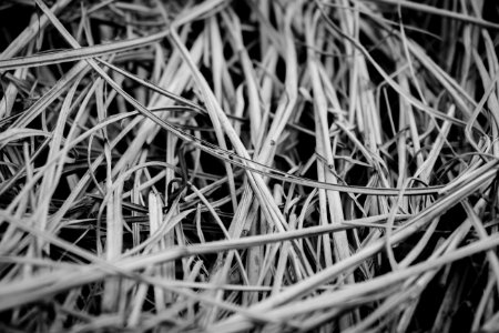Gray Scale Photography Of Grasses photo