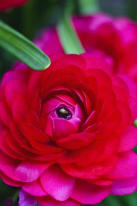 Macro Shot Of Red Flower