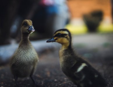 Selective Focus Photography Of Ducks
