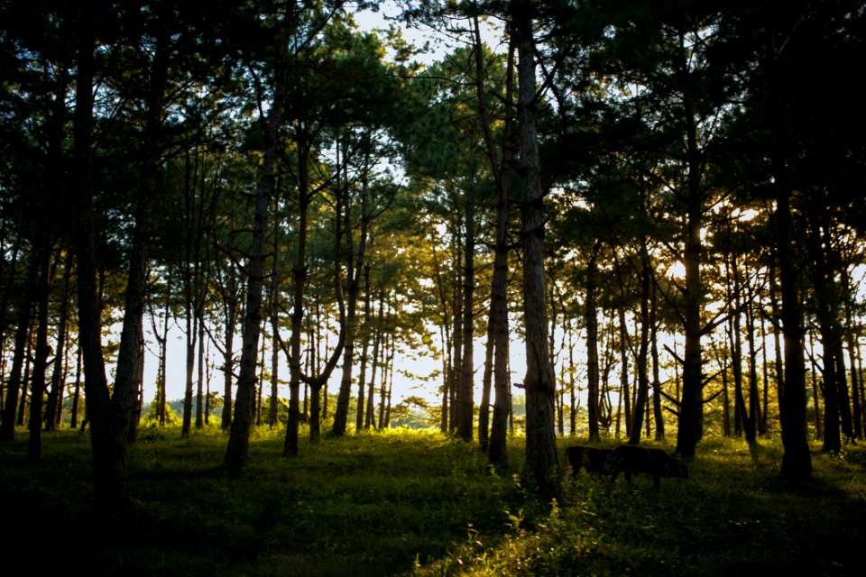 Photo Of Trees And Green Grass