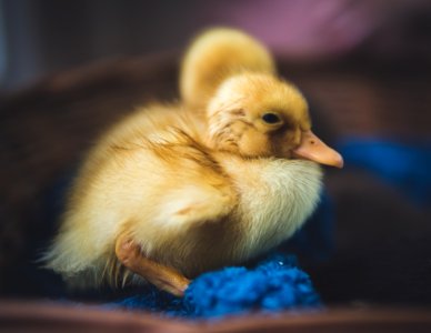 Close-Up Photography Of Yellow Duck photo