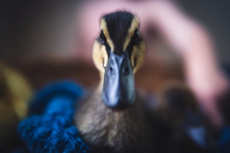 Close-Up Photography Of Black Duck photo