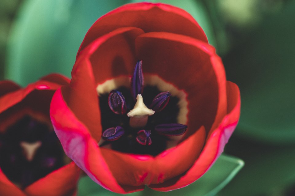 Macro Shot Photography Of Red And Purple Rose