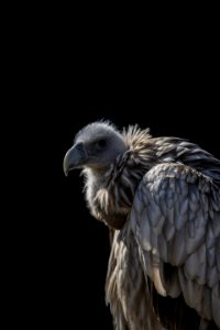 Closeup Photo Of Vulture photo