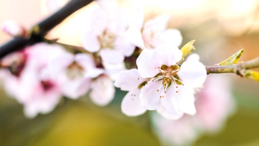 Shallow Focus Photography Of White Flowers photo