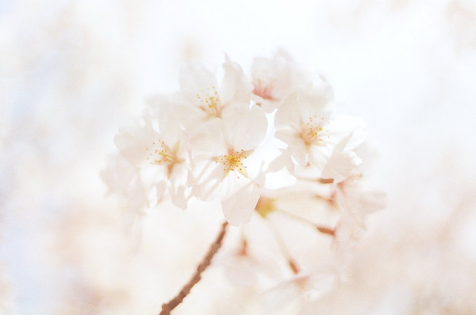 Close-Up Photography Of White Flowers photo