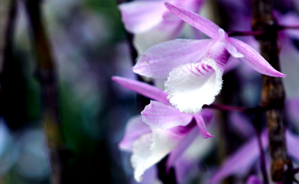 Photo Of Purple Flowers