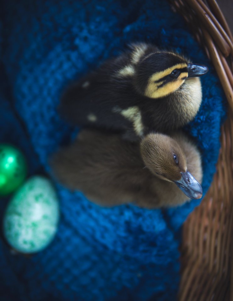 Two Black And Brown Ducks