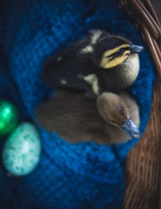 Two Black And Brown Ducks