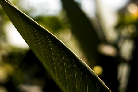 Close Up Photo Of Green Leaf