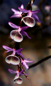 Closeup Photo Of Purple-and-white Flowers