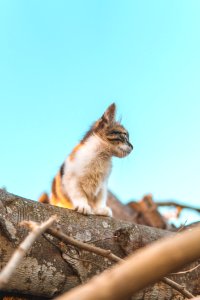 Brown And White Cat On Tree Trunk