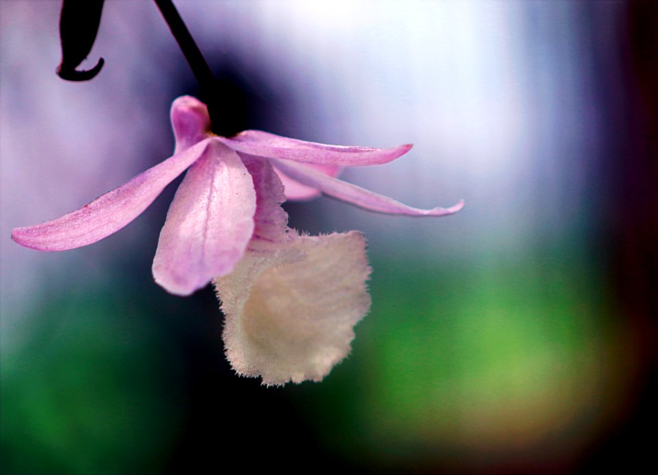 Photo Of Pink Flower
