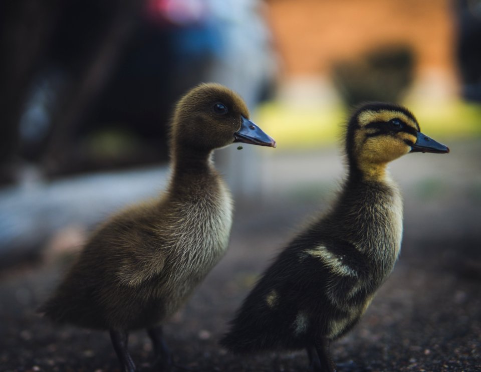 Close-Up Photography Of Ducks