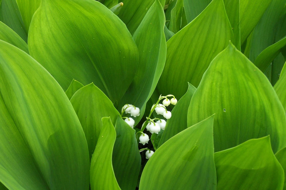 Bloom green white