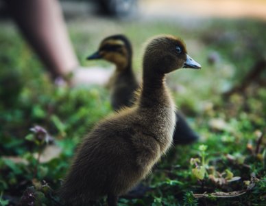 Selective Focus Photography Of Ducks