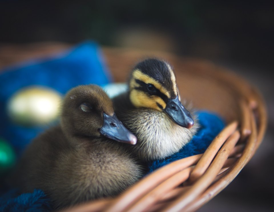 Close-Up Photography Of Ducks photo