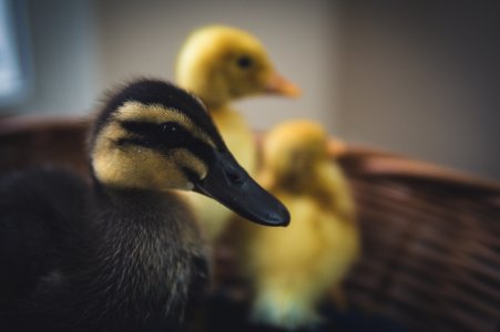 Close-Up Photography Of Black And Yellow Ducks photo