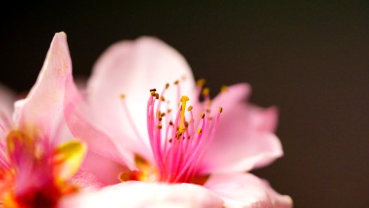 Macro Photography Of Pink Flower photo