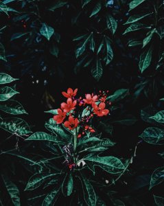 Photography Of Red Flowers Near Leaves