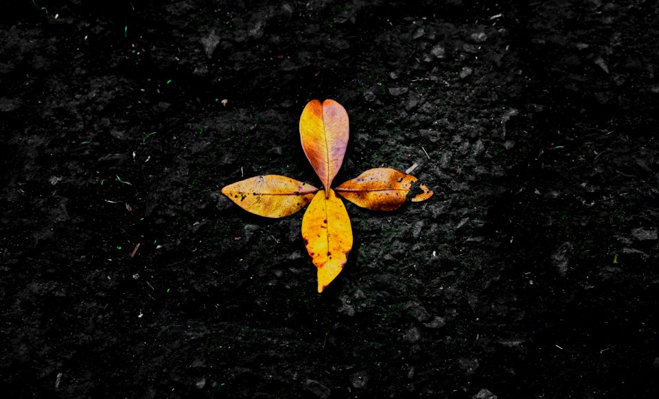 Photo Of Dried Leaves On Ground