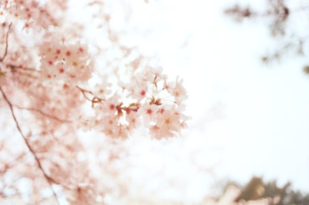 Selective Focus Photography Of Cherry Blossoms photo
