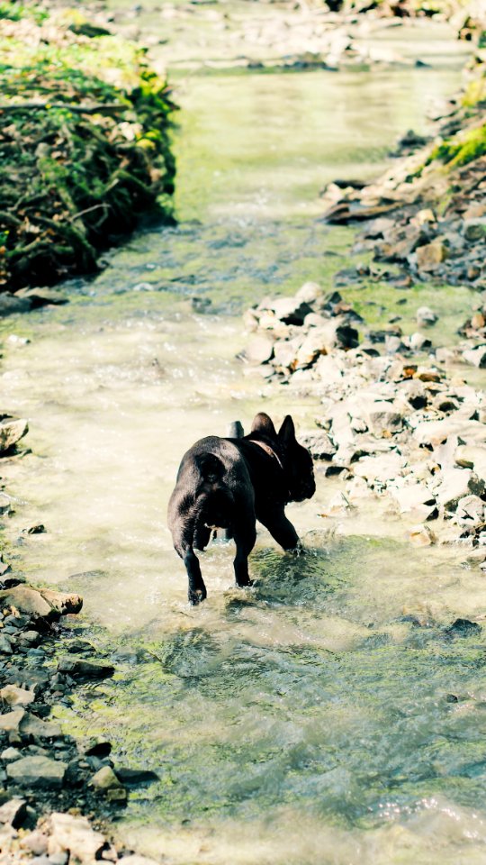 Photo Of Dog Running On Stream